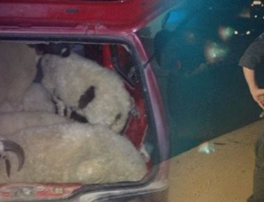 Κρήτη: Έκλεψαν δύο αρνιά και τα έβαλαν στο πίσω κάθισμα του αυτοκινήτου